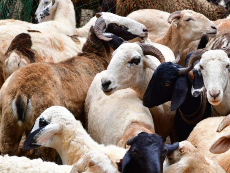 ಮೇಕೆ/ಕುರಿ ಸಾಕಾಣಿಕೆ – Karnataka Subsidy 2025